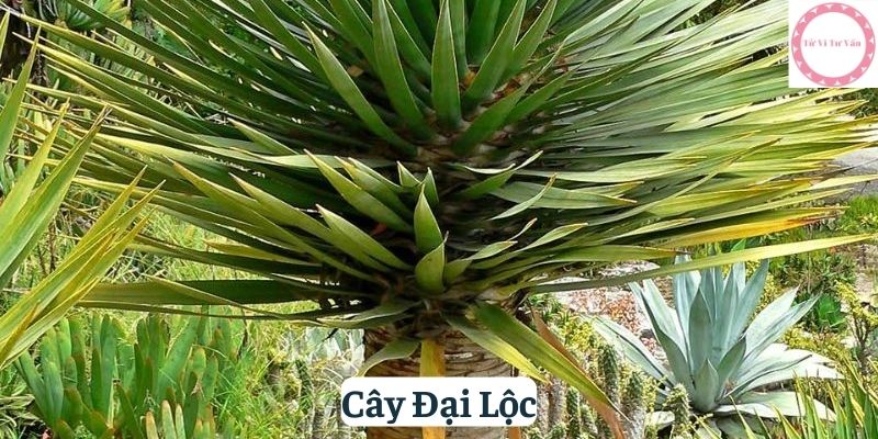 Cây Đại Lộc 