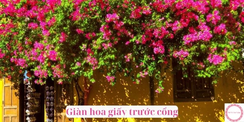 Giàn hoa giấy trước cổng