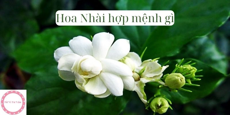 Hoa Nhài hợp mệnh gì