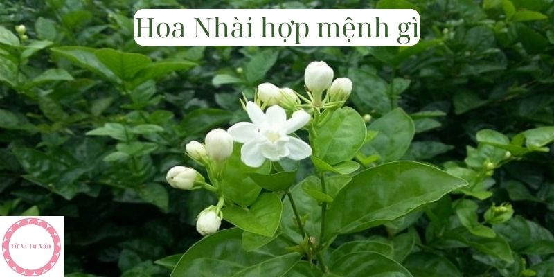 Hoa Nhài hợp mệnh gì