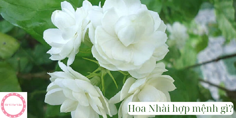 Hoa Nhài hợp mệnh gì