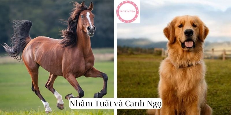 Nhâm Tuất và Canh Ngọ