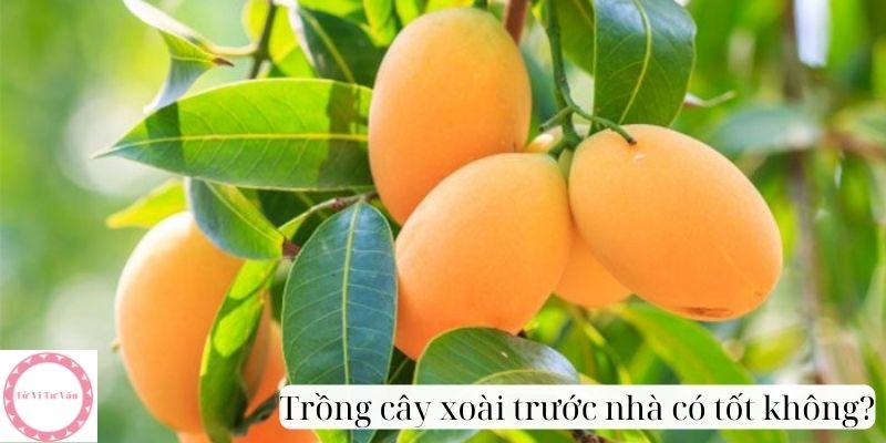 Trồng cây xoài trước nhà có tốt không