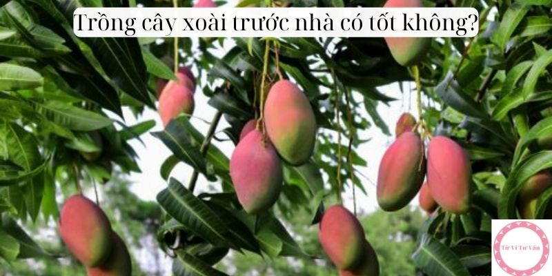 Trồng cây xoài trước nhà có tốt không