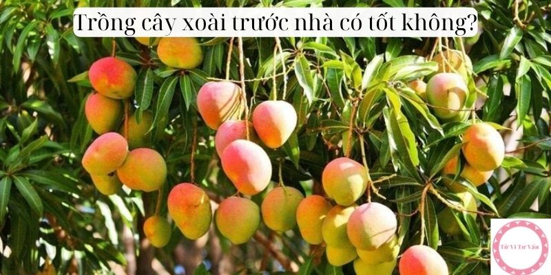 Trồng cây xoài trước nhà có tốt không