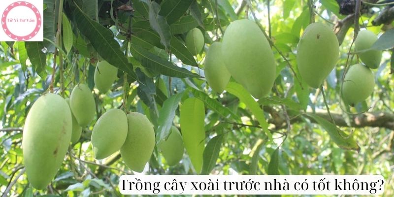 Trồng cây xoài trước nhà có tốt không