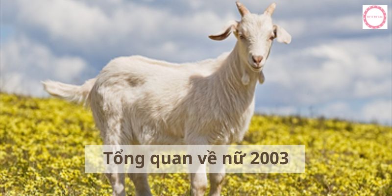 Tổng quan về nữ 2003