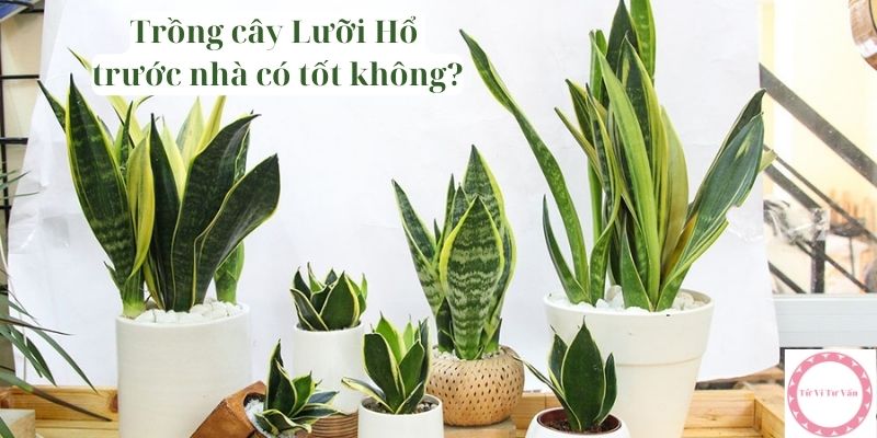 trồng cây lưỡi hổ trước nhà có tốt không