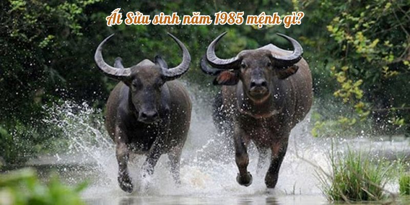 Ất Sửu sinh năm 1985 mệnh gì?