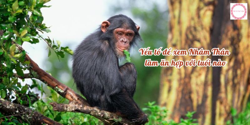 Yếu tố để xem Nhâm Thân làm ăn hợp với tuổi nào