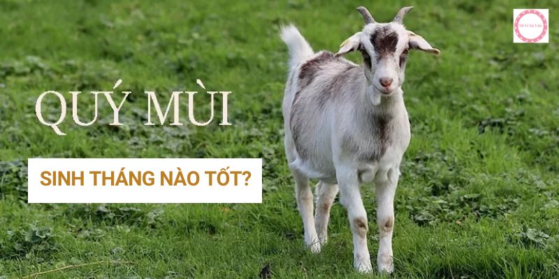 tuổi quý mùi sinh tháng nào tốt